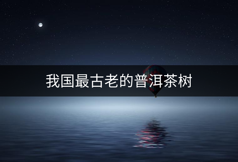 我國最古老的普洱茶樹