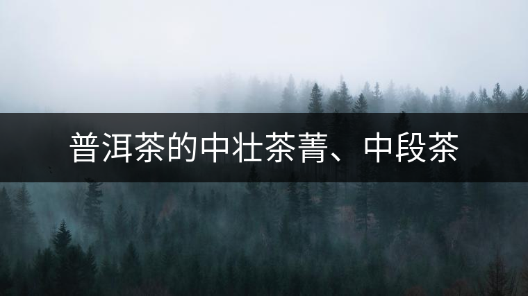 普洱茶的中壯茶菁、中段茶