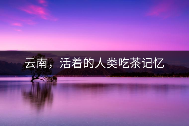 云南，活著的人類吃茶記憶