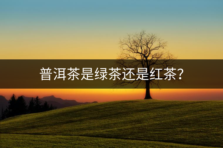 普洱茶是綠茶還是紅茶？