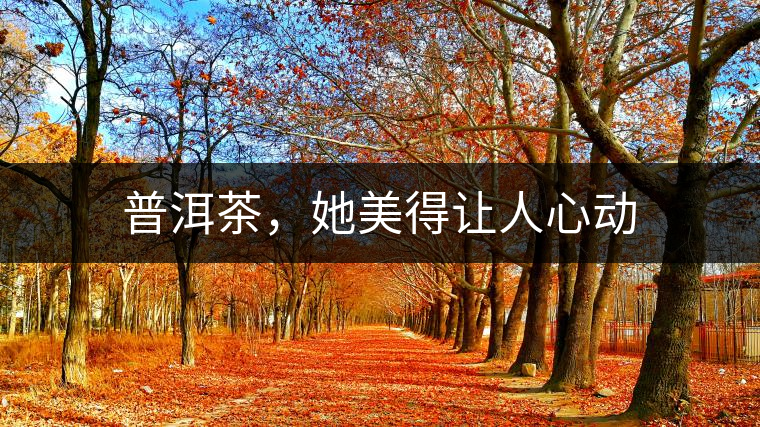 普洱茶，她美得讓人心動(dòng)