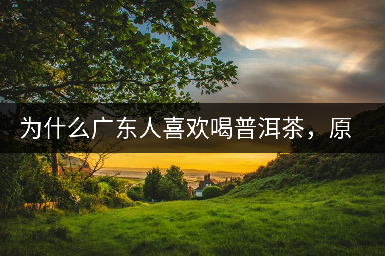 為什么廣東人喜歡喝普洱茶，原因你絕對想不到！