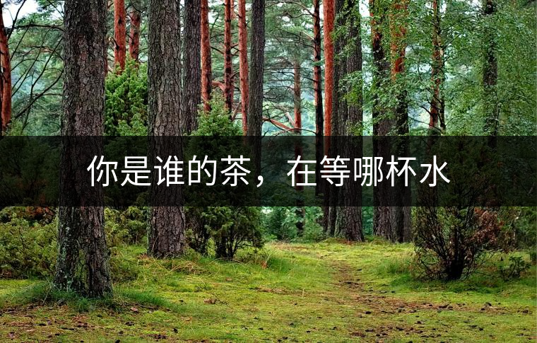 你是誰的茶，在等哪杯水