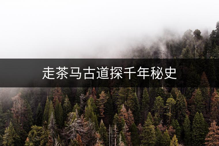 走茶馬古道探千年秘史