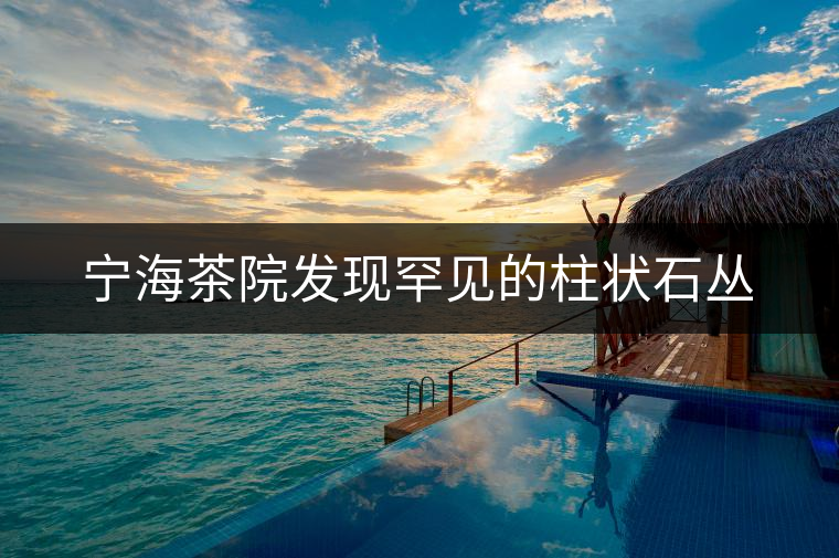 寧海茶院發(fā)現(xiàn)罕見的柱狀石叢