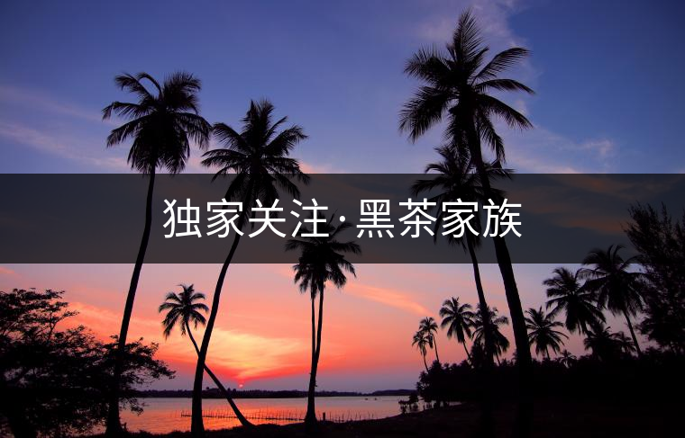 獨(dú)家關(guān)注·黑茶家族
