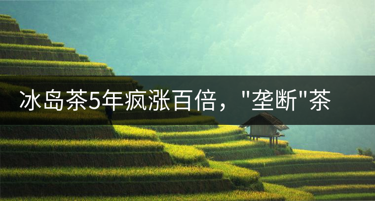 冰島茶5年瘋漲百倍，