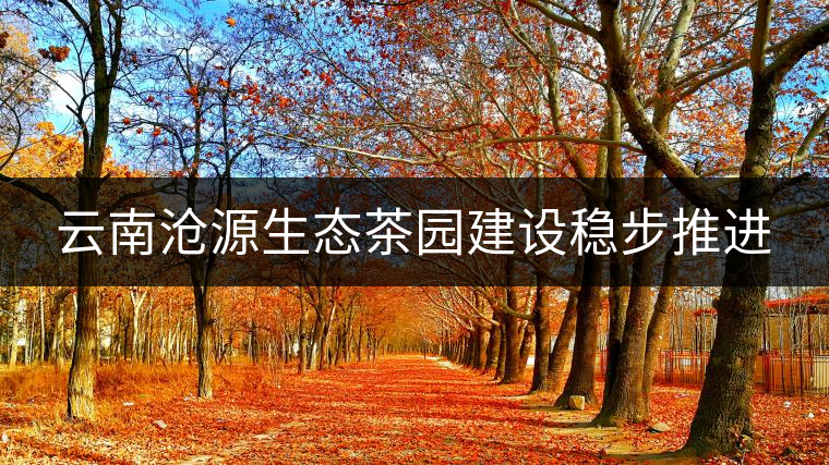 云南滄源生態(tài)茶園建設(shè)穩(wěn)步推進