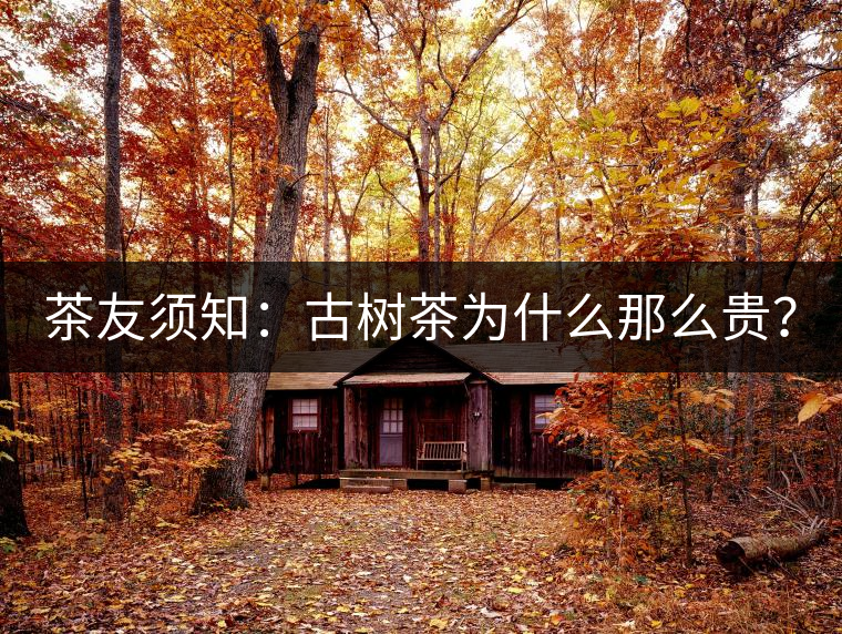 茶友須知：古樹(shù)茶為什么那么貴？