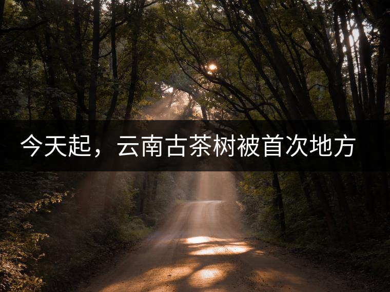 今天起，云南古茶樹(shù)被首次地方立法保護(hù)