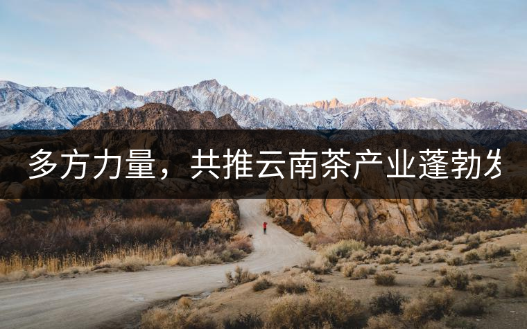 多方力量，共推云南茶產(chǎn)業(yè)蓬勃發(fā)展！