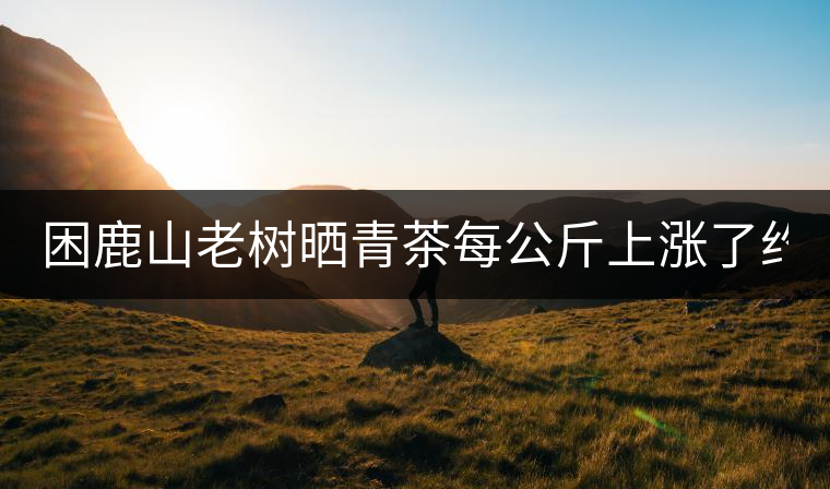 困鹿山老樹曬青茶每公斤上漲了約1000元