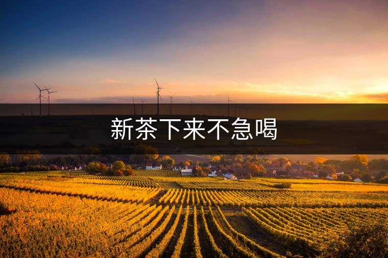 新茶下來(lái)不急喝