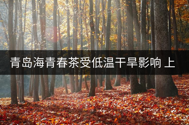 青島海青春茶受低溫干旱影響 上市時(shí)間晚半個(gè)月
