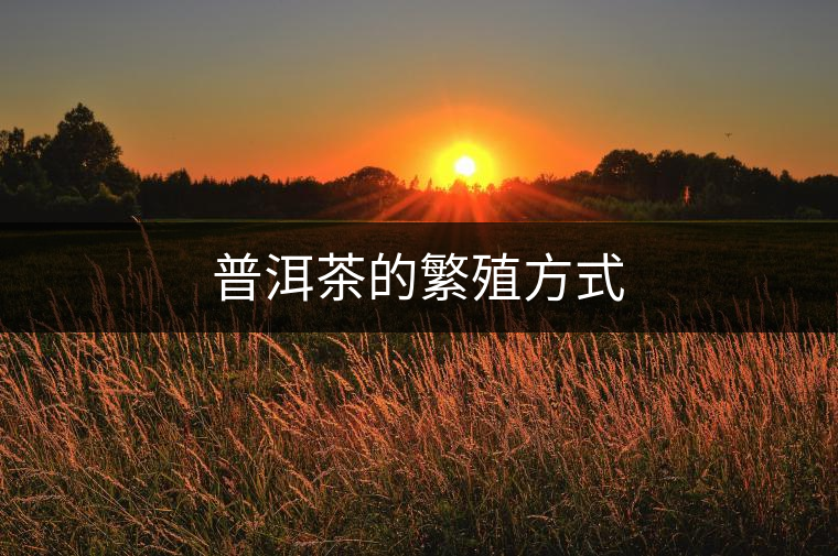 普洱茶的繁殖方式