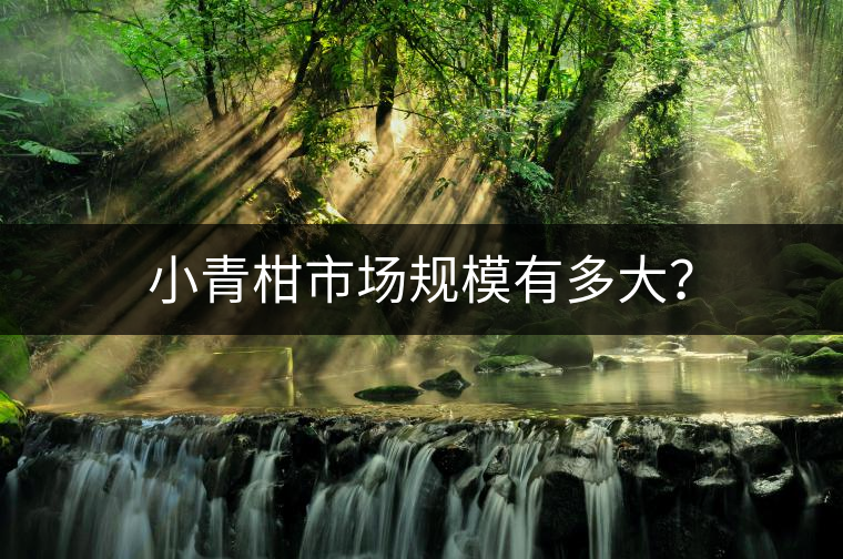 小青柑市場規(guī)模有多大？