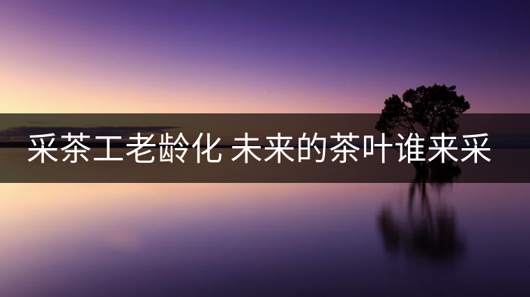 采茶工老齡化 未來(lái)的茶葉誰(shuí)來(lái)采？