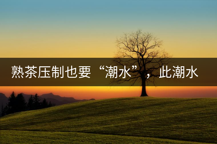 熟茶壓制也要“潮水”，此潮水的目的是什么？