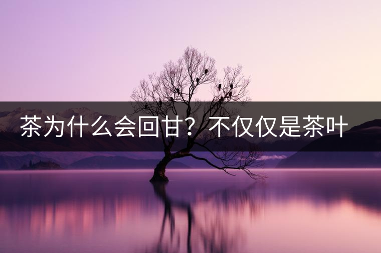茶為什么會回甘？不僅僅是茶葉中含糖那么簡單