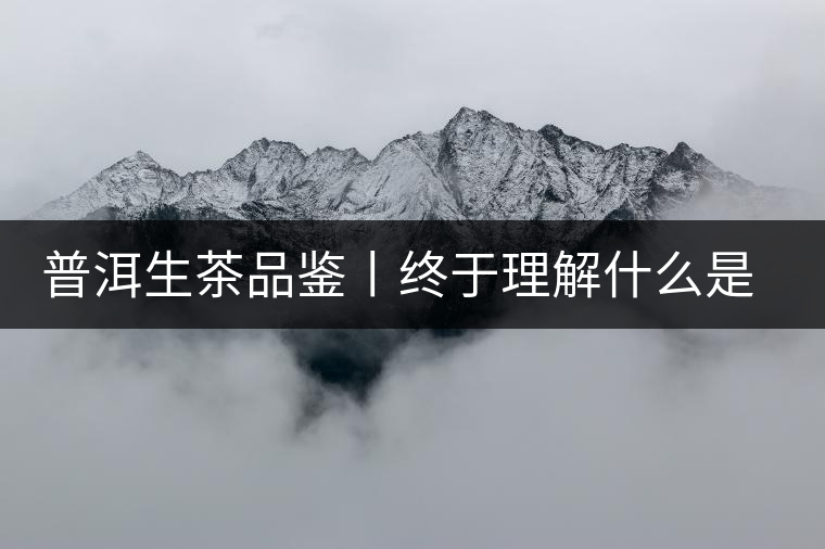 普洱生茶品鑒丨終于理解什么是“醇厚、耐泡，回甘”了