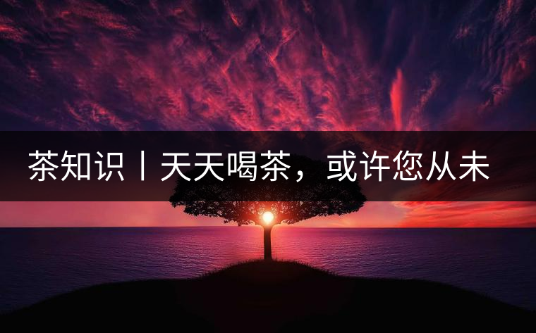 茶知識丨天天喝茶，或許您從未注意過茶樹花