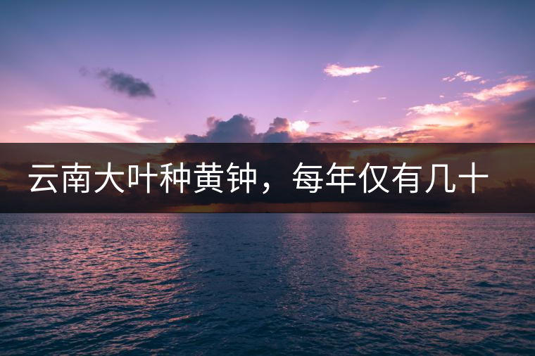 云南大葉種黃鐘，每年僅有幾十公斤的產(chǎn)量，堪稱茶界的“大熊貓”