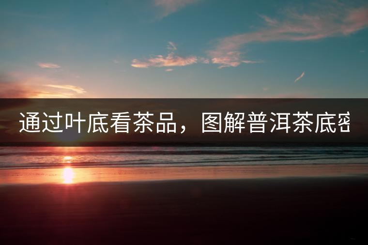 通過葉底看茶品，圖解普洱茶底密碼！