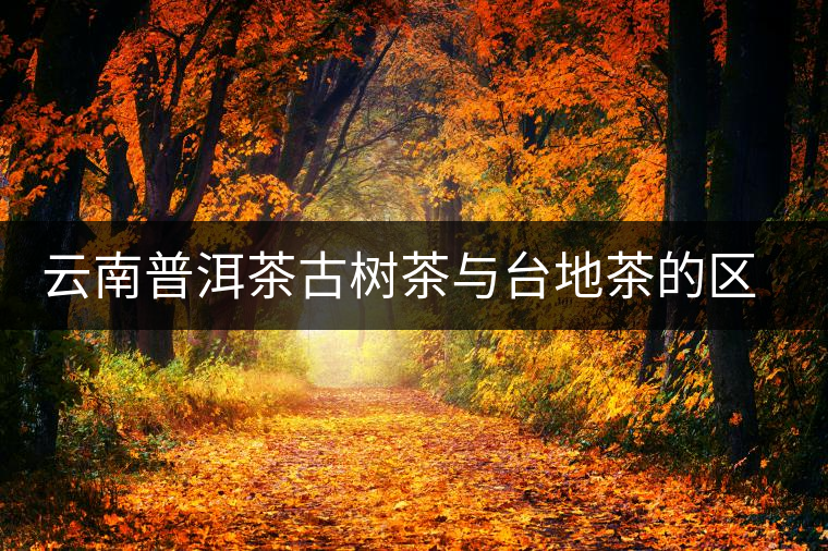 云南普洱茶古樹(shù)茶與臺(tái)地茶的區(qū)別