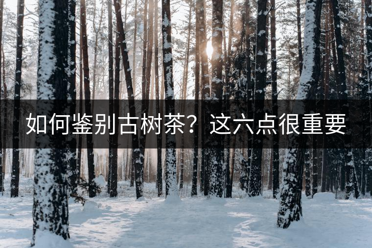 如何鑒別古樹茶？這六點(diǎn)很重要