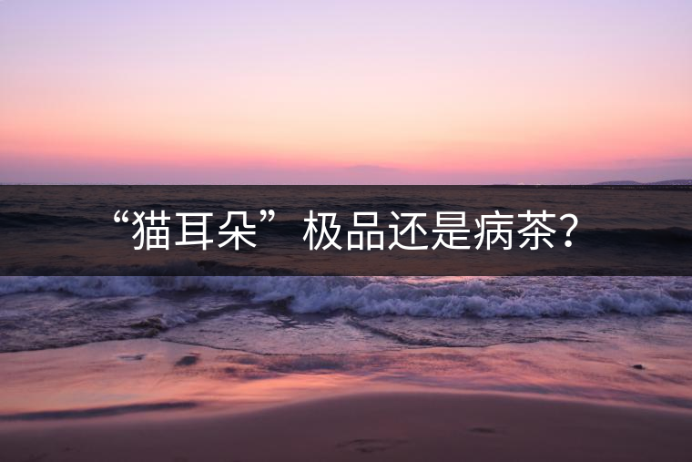 “貓耳朵”極品還是病茶？