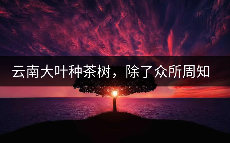 云南大葉種茶樹，除了眾所周知的“勐庫(kù)種”“勐海種”以外，還有那些品質(zhì)獨(dú)特的品種呢