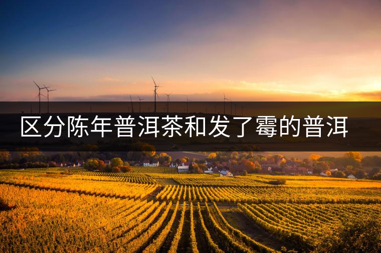 區(qū)分陳年普洱茶和發(fā)了霉的普洱有什么不同？