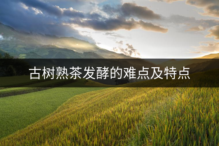 古樹熟茶發(fā)酵的難點及特點 古樹熟茶發(fā)酵的難點及特點