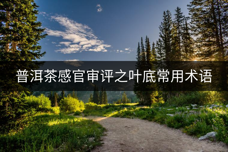 普洱茶感官審評(píng)之葉底常用術(shù)語(yǔ)