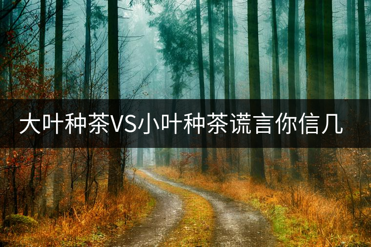 大葉種茶VS小葉種茶謊言你信幾個？