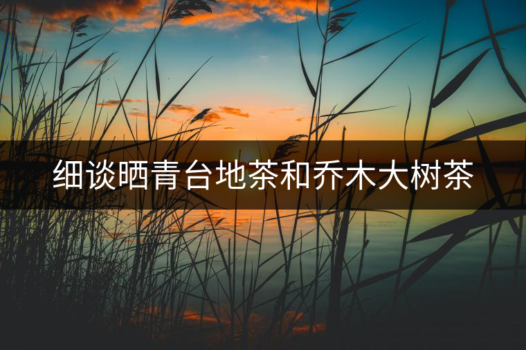 細談曬青臺地茶和喬木大樹茶