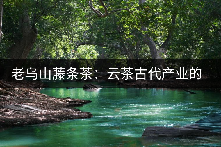 老烏山藤條茶：云茶古代產業(yè)的活見證（3）傳統(tǒng)種植成就了普洱古茶樹