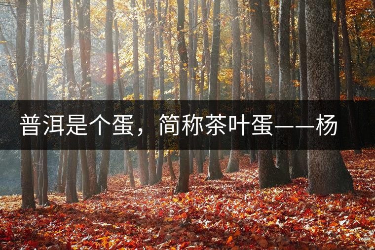 普洱是個(gè)蛋，簡(jiǎn)稱茶葉蛋——楊鎮(zhèn)瑜訪談錄