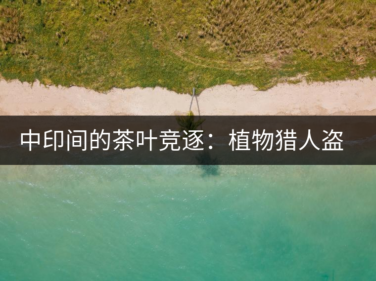 中印間的茶葉競逐：植物獵人盜走中國茶種，改變世界茶葉貿(mào)易版圖