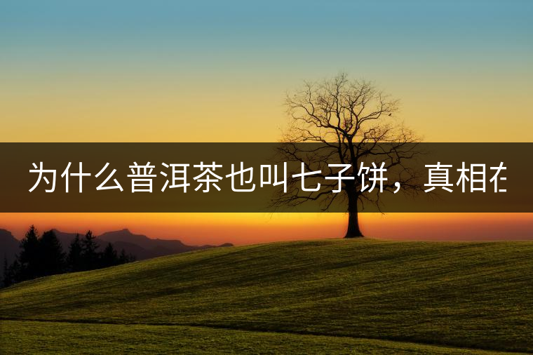 為什么普洱茶也叫七子餅，真相在這里！