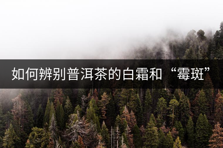 如何辨別普洱茶的白霜和“霉斑”？