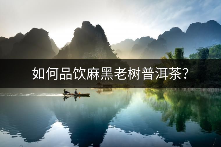 如何品飲麻黑老樹普洱茶？