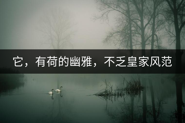 它，有荷的幽雅，不乏皇家風范