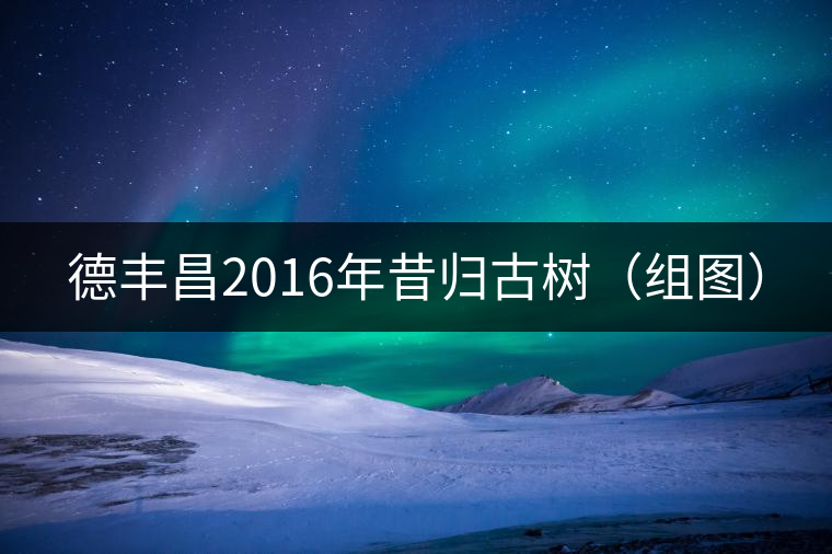 德豐昌2016年昔歸古樹(shù)（組圖）