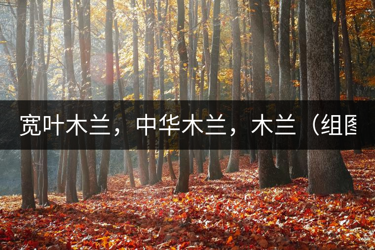 寬葉木蘭，中華木蘭，木蘭（組圖）