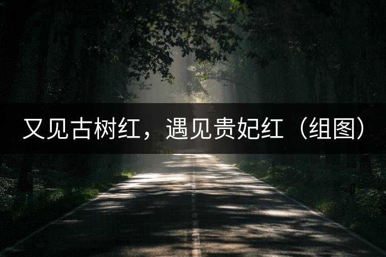 又見古樹紅，遇見貴妃紅（組圖）