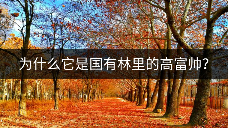 為什么它是國(guó)有林里的高富帥？