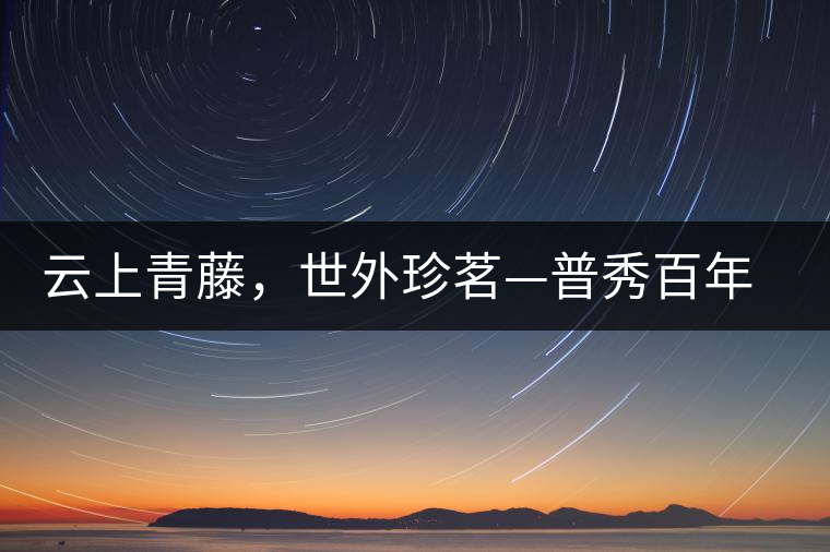 云上青藤，世外珍茗—普秀百年藤條茶即將上市