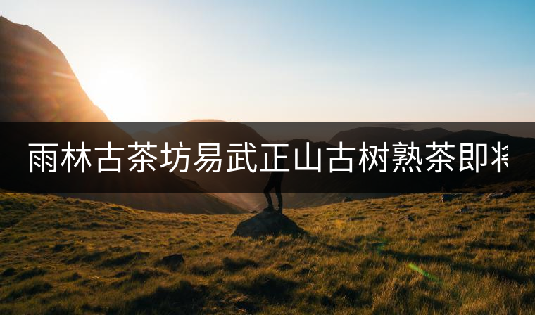 雨林古茶坊易武正山古樹(shù)熟茶即將上市！