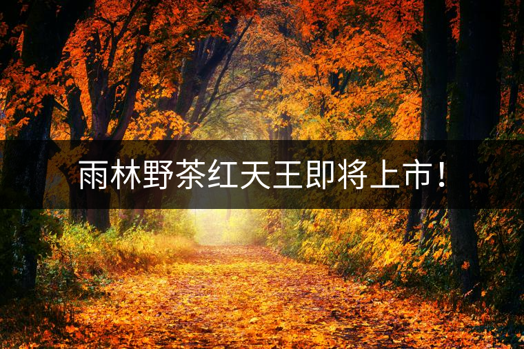 雨林野茶紅天王即將上市！